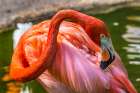 Colorful American Caribbean Flamingo-Florida Art Print